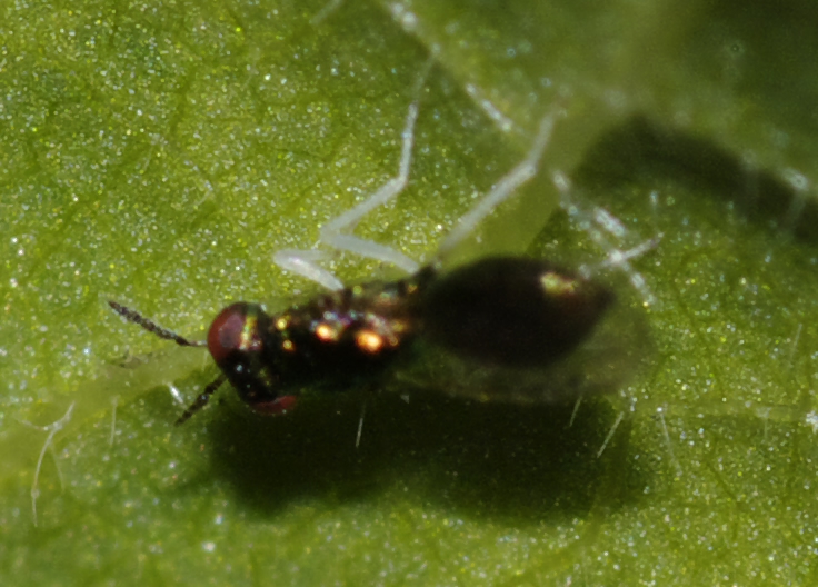 Imenotterino verde dalle zampe bianche: Encyrtidae